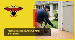 Norwalk’s Best Ant Control Solutions