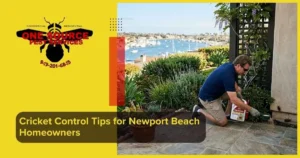 Cricket Control Tips for Newport Beach Homeowners