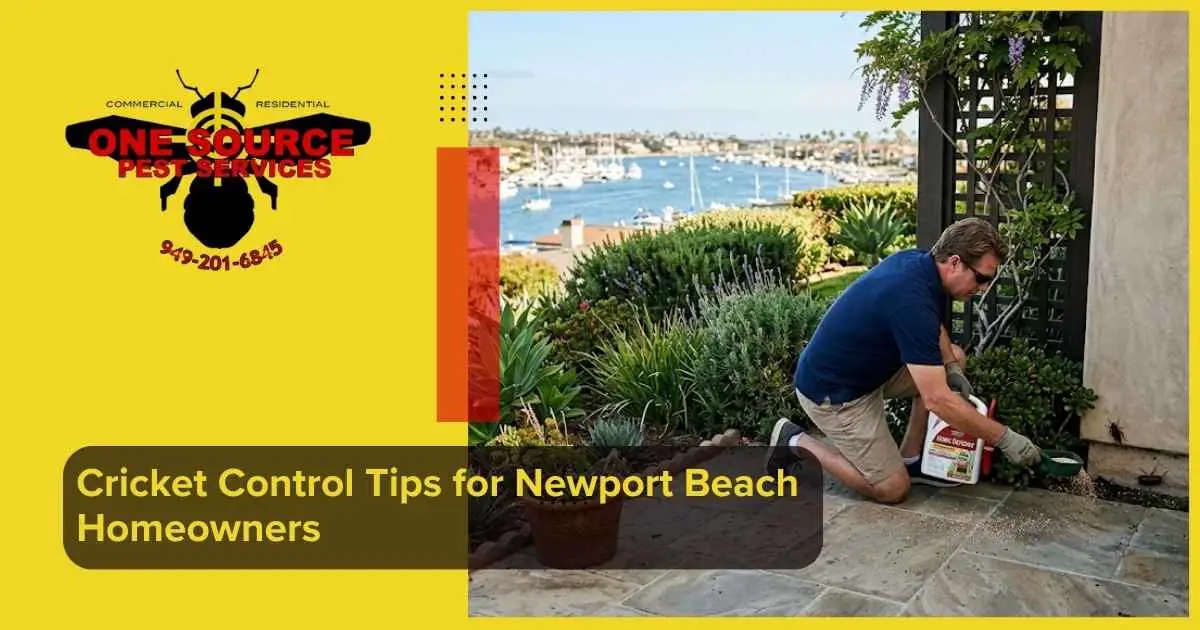Cricket Control Tips for Newport Beach Homeowners