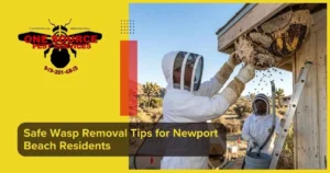 Safe Wasp Removal Tips for Newport Beach Residents