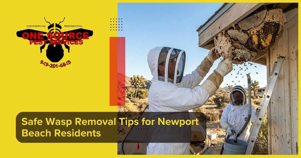 Safe Wasp Removal Tips for Newport Beach Residents