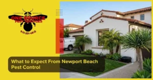 What to Expect From Newport Beach Pest Control