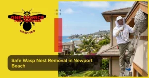 Safe Wasp Nest Removal in Newport Beach