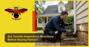 Are Termite Inspections Necessary Before Buying Homes
