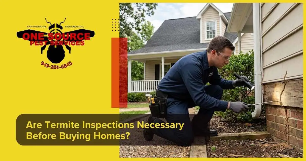 Are Termite Inspections Necessary Before Buying Homes