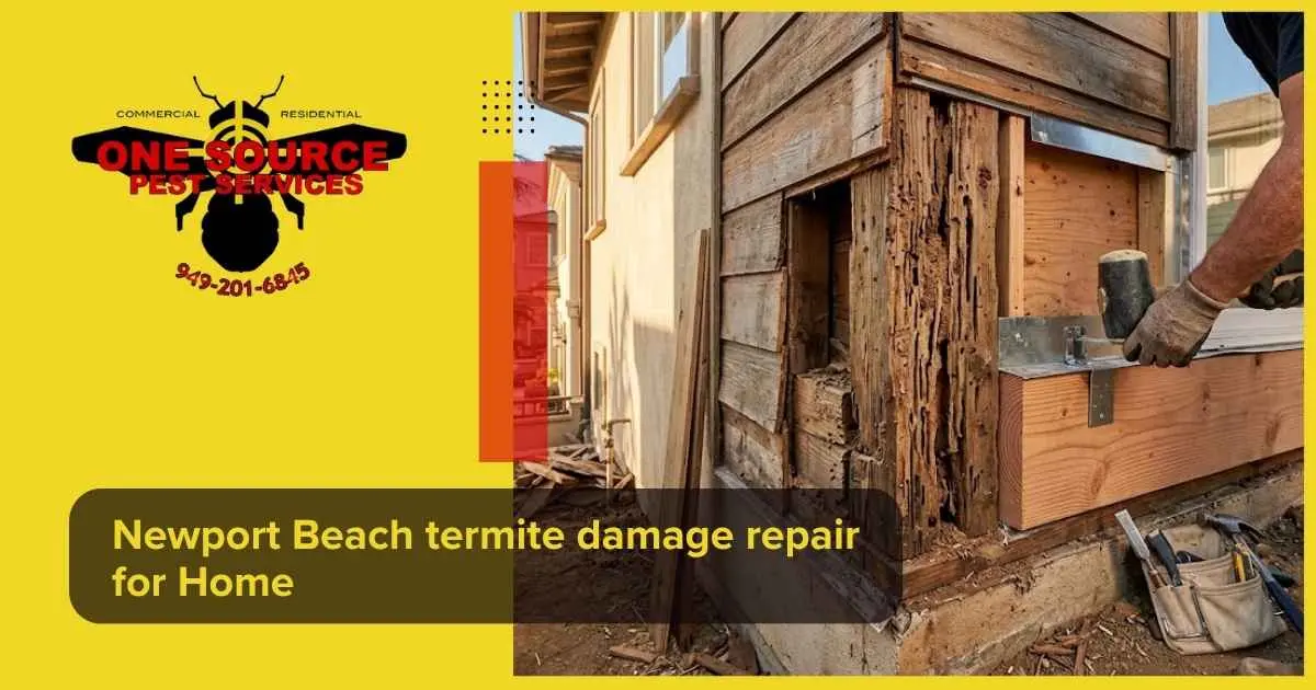 Newport Beach termite damage repair for Home